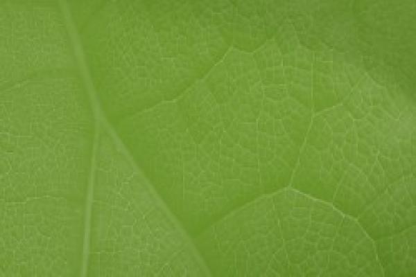 A European Green Deal
